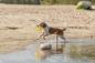Preview: Trixie Aqua Toy Greifer Hundespielzeug